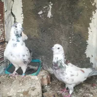 کبوتر پرشی و جوجه کشی|پرنده|سورک, |دیوار