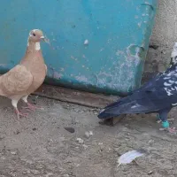 جفت کبوتر نر و ماده|پرنده|اهواز, فاز ۱ پادادشهر|دیوار