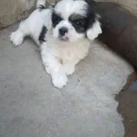 توله پاکوتاه وارداتی.