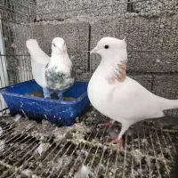 تعدادی طوقی پاک و سرور و زرد