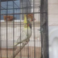 قناری وعروس هلندی|پرنده|مهدی شهر, |دیوار