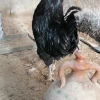 یک عدد خروس گلین مشکی آماده برکت