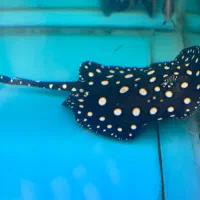 آکواریوم دیسکس رشت