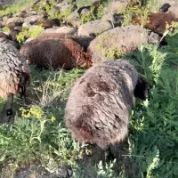 گوسفند زنده بره محلی لار|حیوانات مزرعه|رودهن, |دیوار