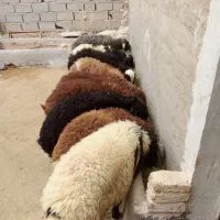 ده عدد بره نر افشار