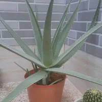 گیاه آلوئه ورا