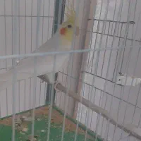 عروس سرلاکی گرینچیک کبوتر|پرنده|آباده, |دیوار