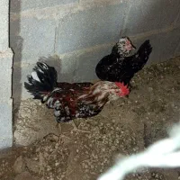 مرغ و خروس گلین