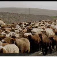 ۱۰ راس میش داشتی نر خورده