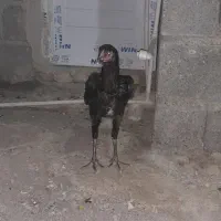 فروش مرغ و خروس لاری