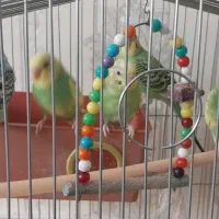 مرغ عشق|پرنده|میانه, |دیوار