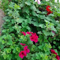 فروش عمده گل