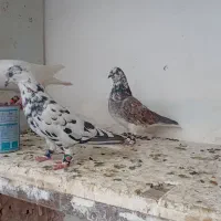 کفتر.پرنده|پرنده|مشهد, انصار|دیوار