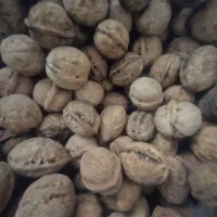 فروش گردو ایرانی نوبر