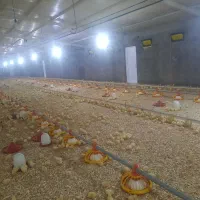 استخدام کارگر ماهر مرغداری