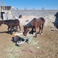 اسب پالونی بارکش|حیوانات مزرعه|ابرکوه, |دیوار