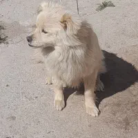 واگذاری سگ کوچلو نر با مزه رام