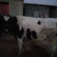 گاو شیری|حیوانات مزرعه|سرپل ذهاب, |دیوار