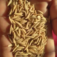 شالی طارم دم سیاه