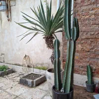 کاکتوس|گل و گیاه طبیعی|رشت, تازه آباد|دیوار