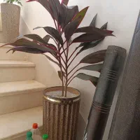 گل کردلین و شفلرا