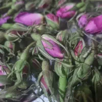 غنچه گل و گلاب