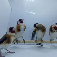 سهره گاوی|پرنده|شهریار, شهرک اداری تندگویان|دیوار