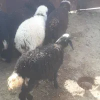 ۶ راس بره ماده چاق برای داشت ودامداری درسربندر|حیوانات مزرعه|بندر ماهشهر, |دیوار