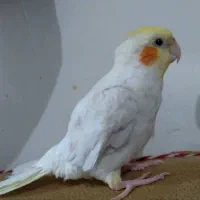 عروس هلندی|پرنده|قم, باغ شریفی|دیوار