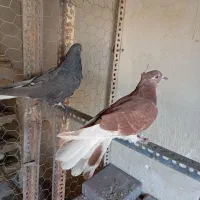 سلام کبوترای پرشی فروشی