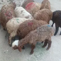 9راس بره ماده .بز میش .بزغاله