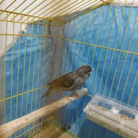 قناری ماده|پرنده|هشتگرد, شهرک راه آهن|دیوار