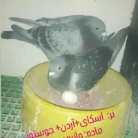 نروماده مولدمسافتی