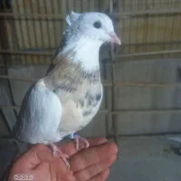 کفتر باخت رفته