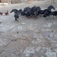 بوقلمون برنز 20عدد|حیوانات مزرعه|میاندوآب, |دیوار