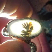 انگشتر شجر|جواهرات|اردبیل, |دیوار