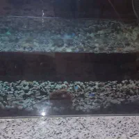 آکواریوم بدون خط و خش