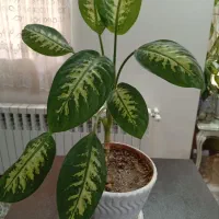 دیفن ،اگلنما نقره ای و برفی،شفلرا،قاشق طلایی،|گل و گیاه طبیعی|تهران, مجیدآباد|دیوار