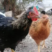 مرغ و خروس محلی 9 ماهه. خروس نژاد کم یاب