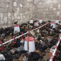 فروش نیمچه مرغ ۱ماهه و ۳مامه