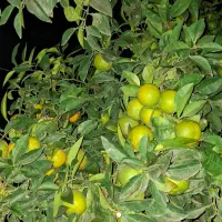 فروش نارنج روی درخت|خوردنی و آشامیدنی|قائم‌شهر, |دیوار