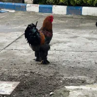 خروس برهما
