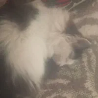 بچه گربه . پشمک
