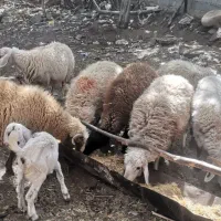 بره نر در اطراف رابر