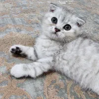 واگذاری گربه اسکاتیش|گربه|همدان, |دیوار