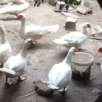 قو خاکستری و اردک خارجی|حیوانات مزرعه|ساری, |دیوار