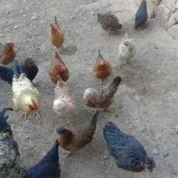 مرغ تخمی|حیوانات مزرعه|رادکان, |دیوار