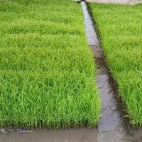 تیم آماده نشا