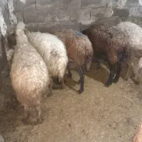 ۱۰ عدد گوسفند جوان بره دار