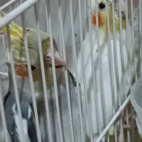 دوعدد جوجه عروس هلندی|پرنده|مشهد, نیروی هوایی|دیوار